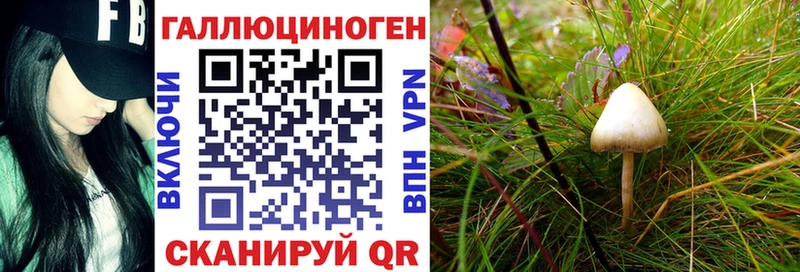 наркошоп  Нальчик  Псилоцибиновые грибы Psilocybe 